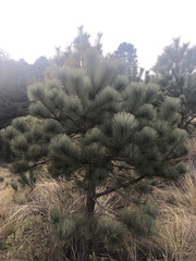 Pinus hartwegii