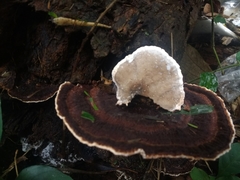 Coriolopsis caperata