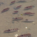 Longfin Inshore Squid - Photo (c) cyric, some rights reserved (CC BY-NC-SA), uploaded by cyric