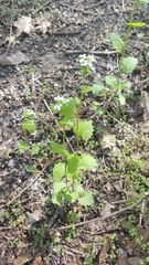 Alliaria petiolata