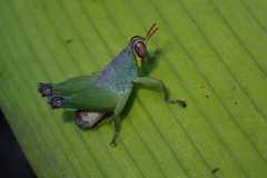 Lophothericles euchore