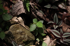 Boehmeria pilosiuscula