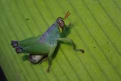 Lophothericles euchore