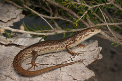 Baudin's Skink photo 2
