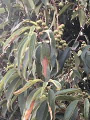 Prunus serotina capuli