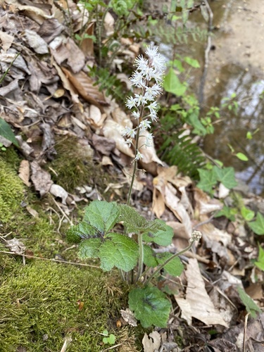 Tiarella cordifolia