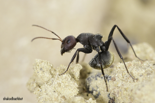 Camponotus husseiniCamponotus husseini