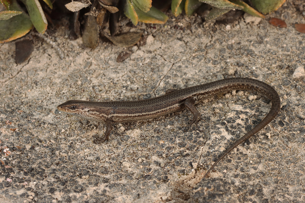Baudin's Skink