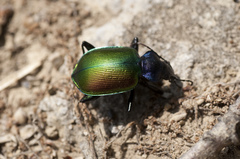 Calosoma sycophanta
