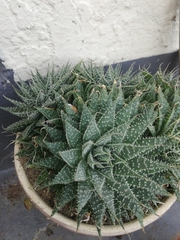 Aristaloe aristata