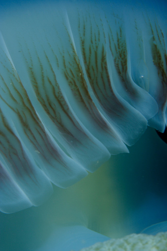 Jelly Blubber, photo 8 of 9