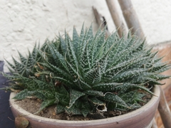 Aristaloe aristata