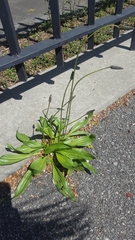 Plantago