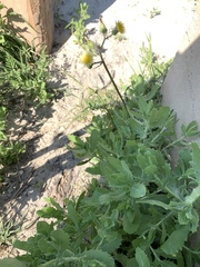 Rayjacksonia phyllocephala