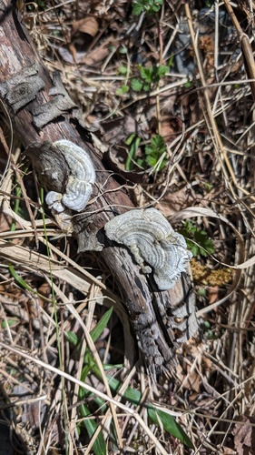 Trametes betulina