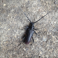 Cerambyx cerdo