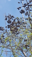 Paulownia tomentosa