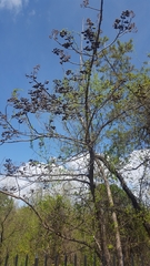 Paulownia tomentosa