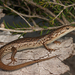 Saltbush Morethia Skink - Photo (c) Connor Margetts, some rights reserved (CC BY), uploaded by Connor Margetts