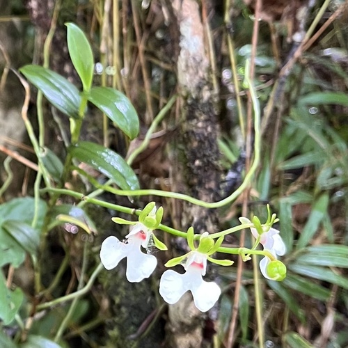 Oeonia rosea