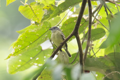Foothill Elaenia photo 3