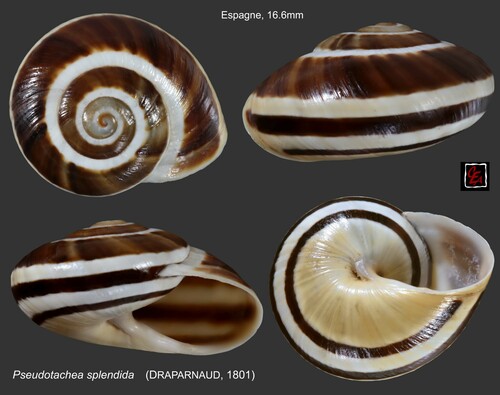 Splendid Helix, photo 7 of 9
