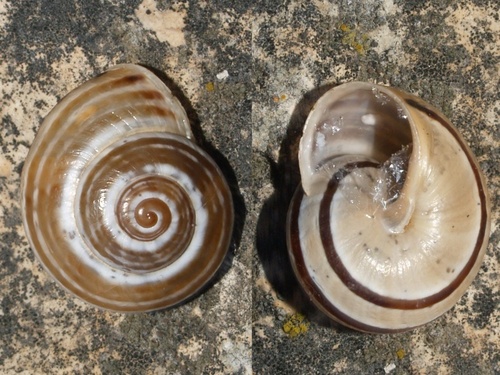 Splendid Helix, photo 8 of 9
