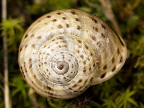 Splendid Helix, photo 9 of 9