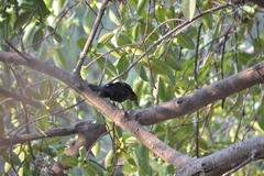 Quiscalus mexicanus