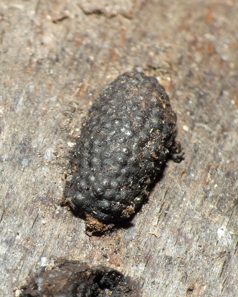Birch Woodwart From Clove Lakes Park 1150 Clove Rd Staten Island NY birch-woodwart-from-clove-lakes-park-1150-clove-rd-staten-island-ny