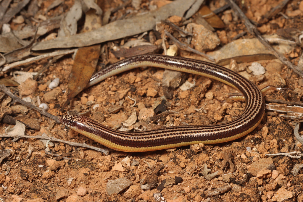 Southern Robust Slider