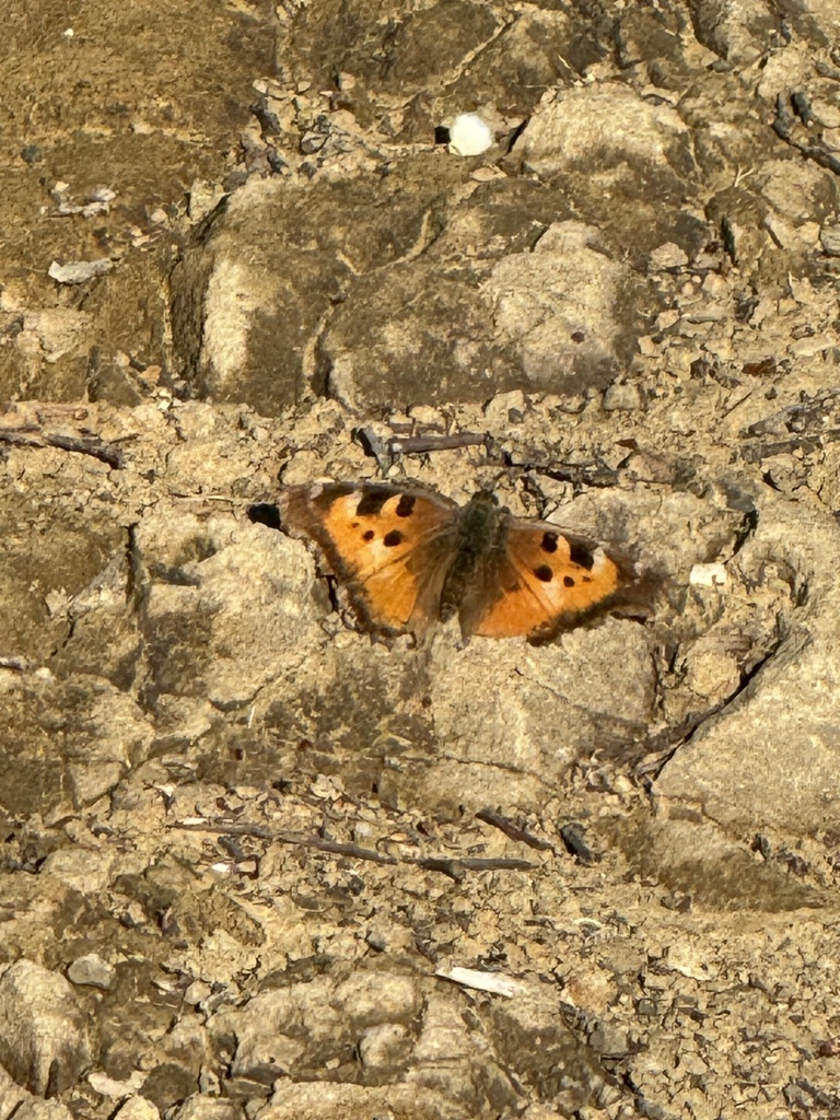 California Tortoiseshell from Blithdale Summit Open Space Preserve