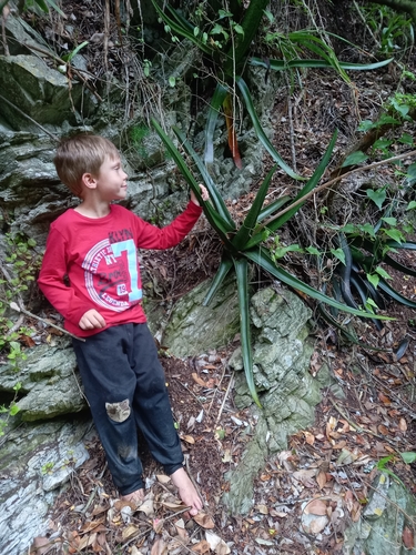 Gasteria acinacifolia