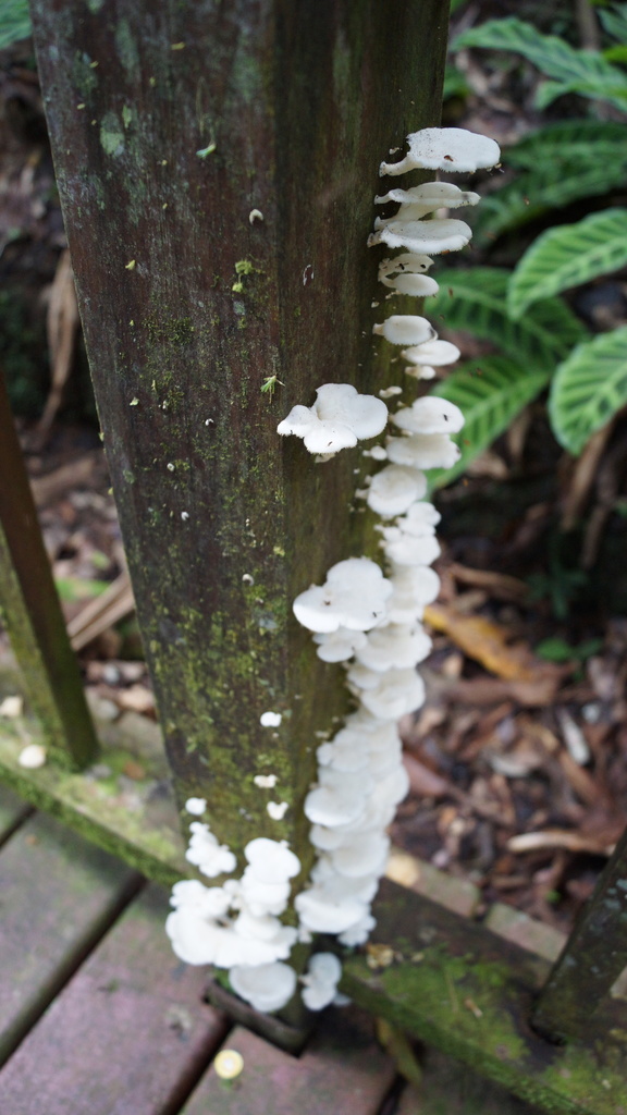 Favolus brasiliensis · April 2019 · photo: © inclandj (iNaturalist, cc-by)