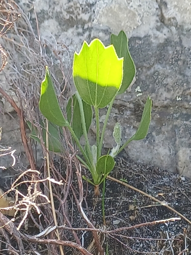 Image of Centella triloba by no rights reserved
