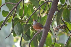 Turdus rufopalliatus