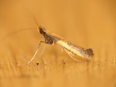 Caloptilia azaleella