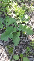 Arctium