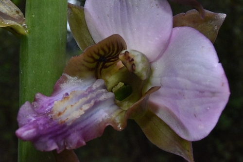 Purple Vlei Harlequin