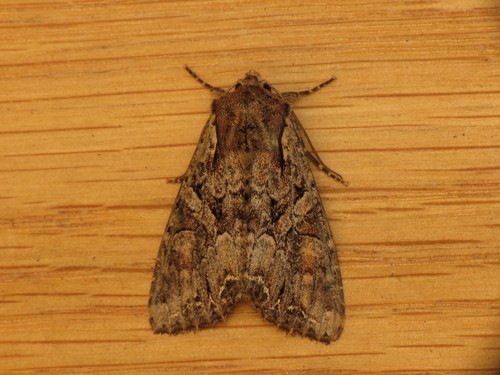 Pale-shouldered Brocade