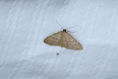 Idaea ptyonopoda