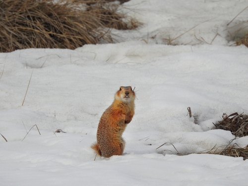 Russet Ground Squirrel, Красноармейский р-н, Челябинская обл., Россия, photo 8 of 10