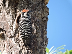 Dryobates scalaris
