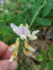 Lathyrus lanszwertii