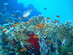 Amblyglyphidodon indicus