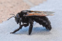 Xylocopa sonorina