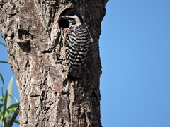 Dryobates scalaris