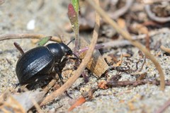 Pimelia angusticollis