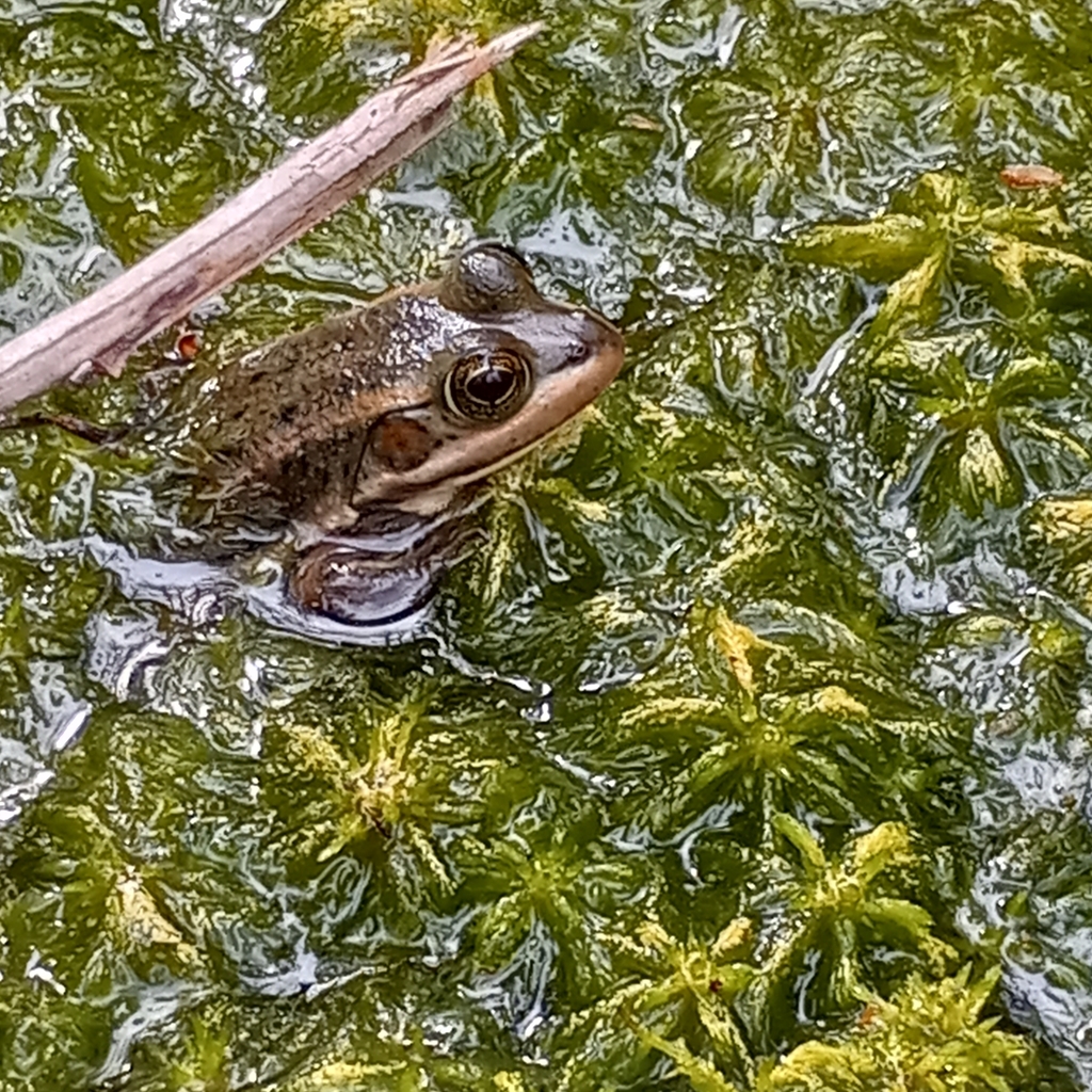 Carpenter Frog from Shiloh, SC, USA on April 1, 2024 at 10:33 AM by ...