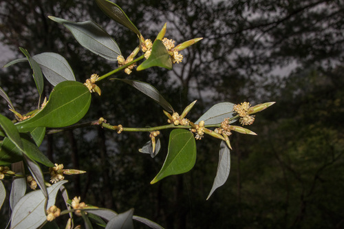 Lindera aggregata iNat (2)